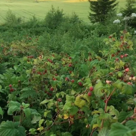Hybel I Underetasje 700m Fra *